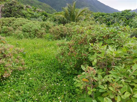 銅錢草危害|外來入侵種植物的快速擴張真的相當可怕，長期下去也。